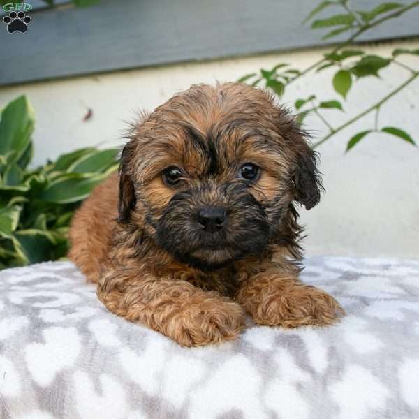 Darla, Shih-Poo Puppy